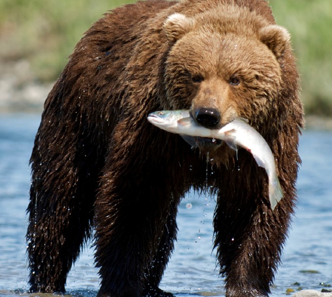 Bär_Fisch(1).jpg