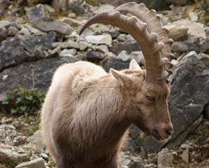 Steinbock.jpg
