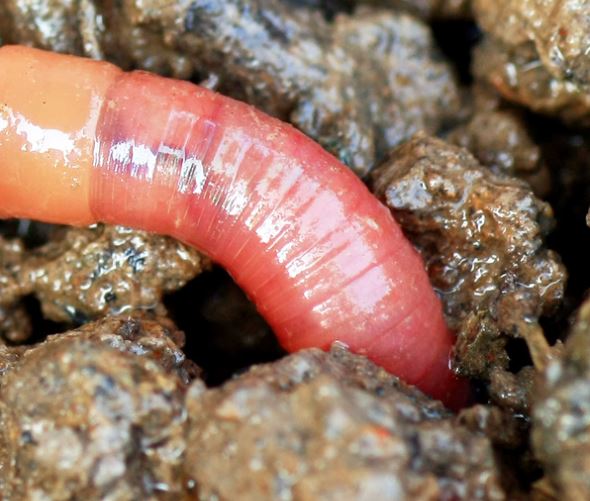 Der Wurm Lingo Das MitMachWeb