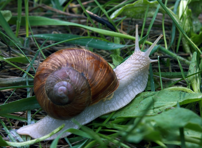 Die Schnecke Lingo Das MitMachWeb