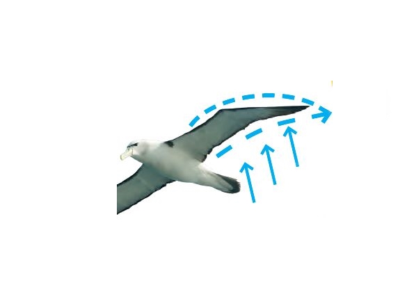 Fliegen1.jpg