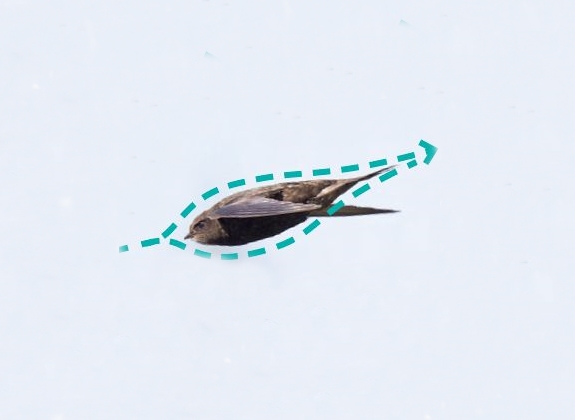 Fliegen2.jpg