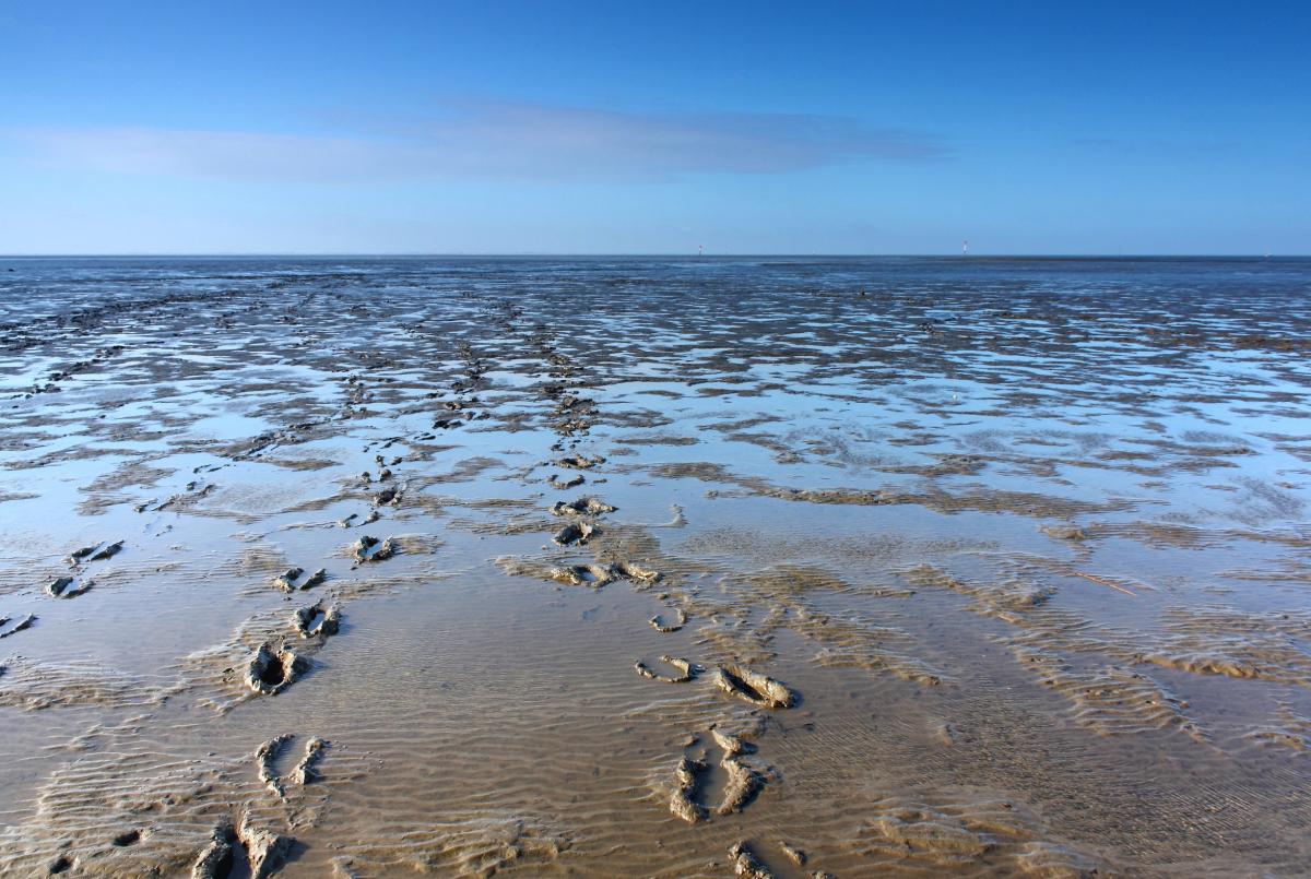 Fotolia_40551808_Das Wattenmeer_L.jpg