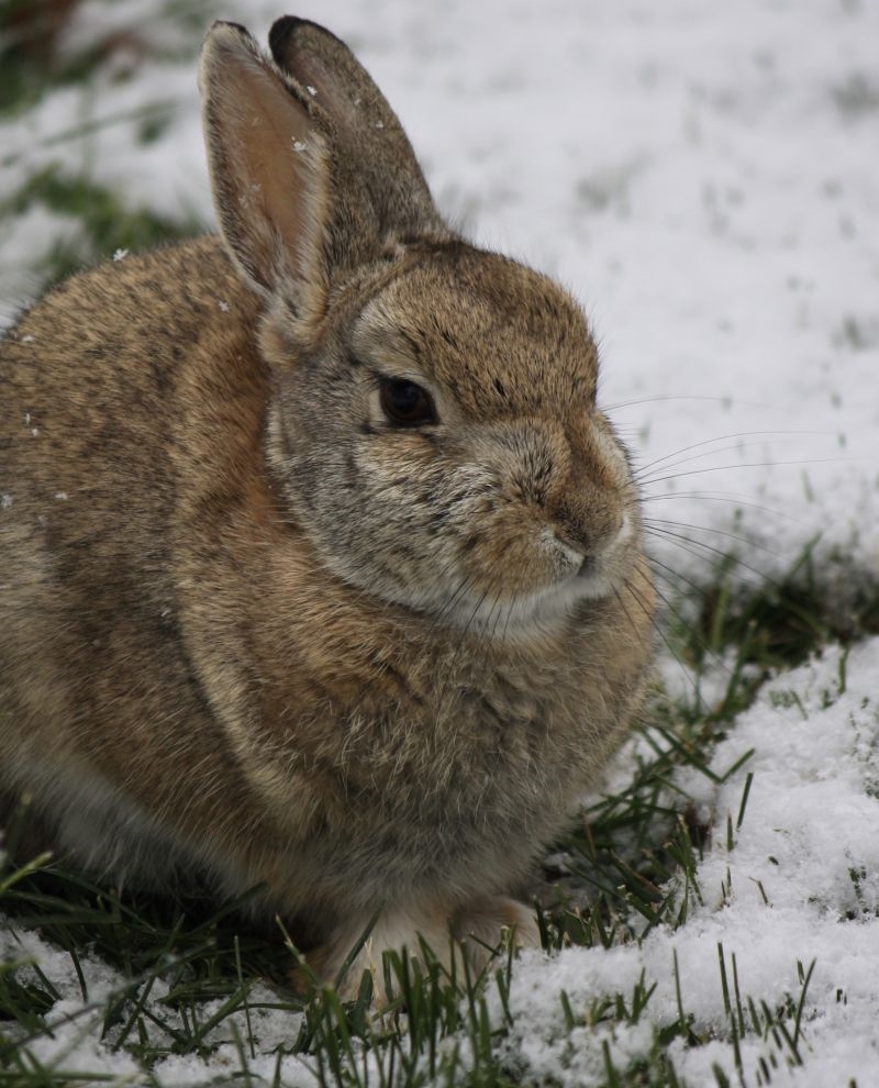 HaseimSchnee.jpg