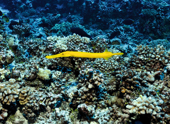 Trompetenfisch vor Korallenriff