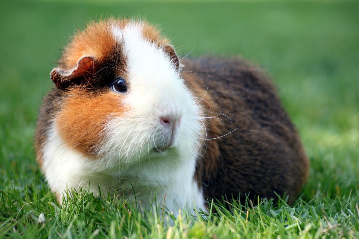 Fotolia_33045513_Meerschweinchen_M.jpg