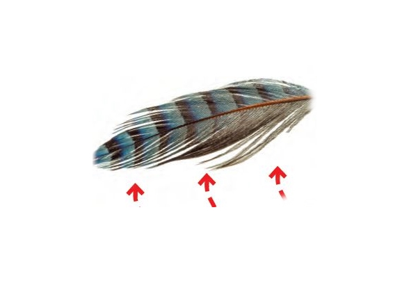 fliegen03.jpg