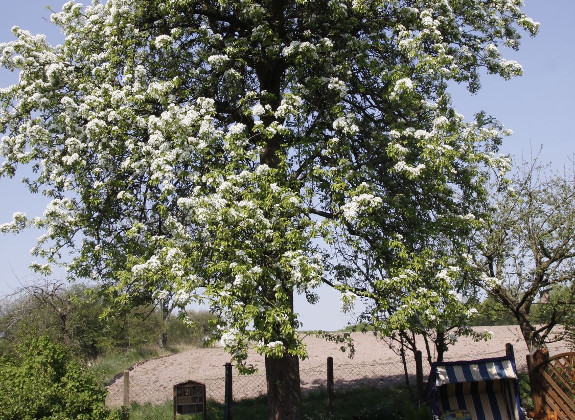 Blühender Birnbaum im Frühjahr. Foto: Martina Berg/(Fotolia) stock.adobe.com