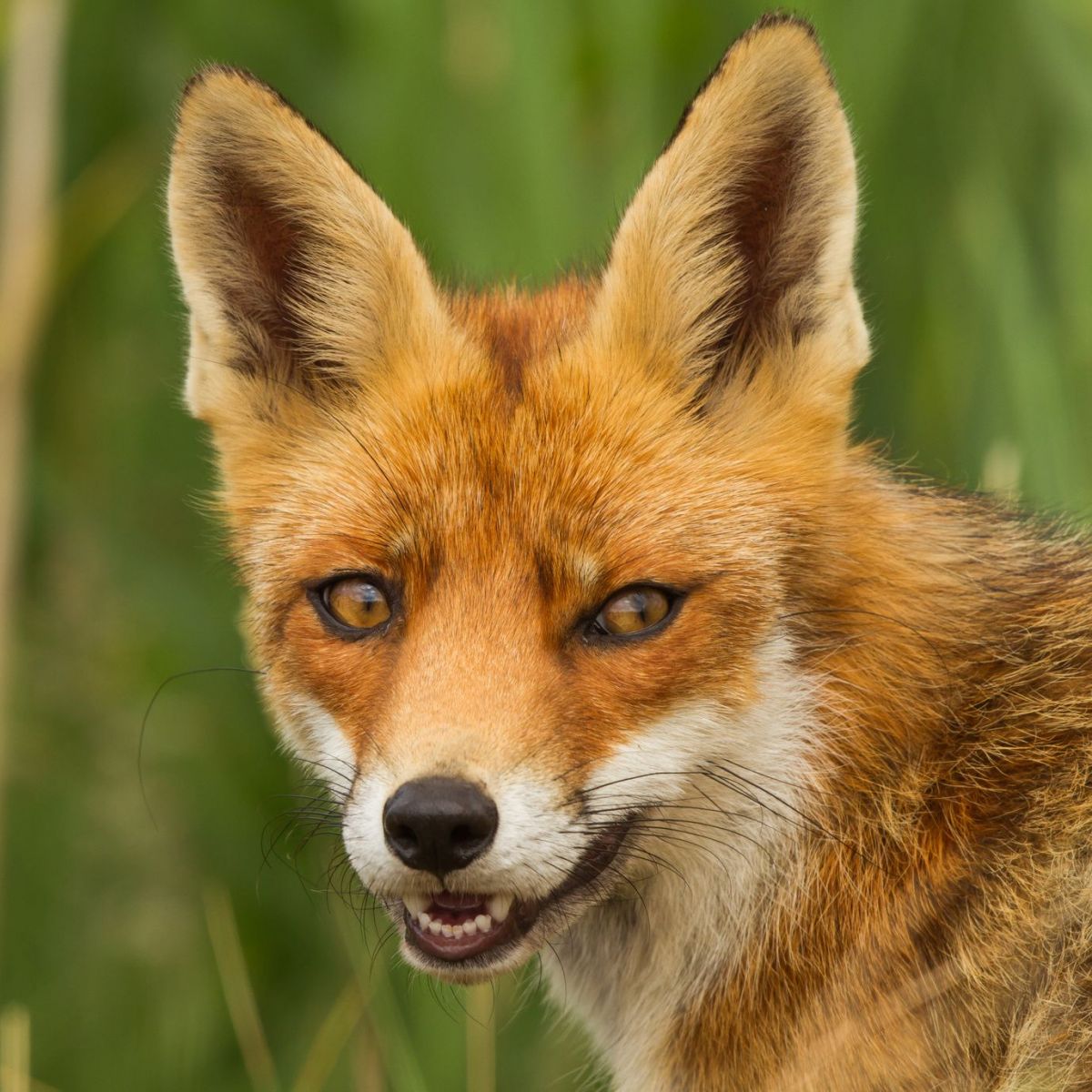 der-hase-lingo-das-mit-mach-web