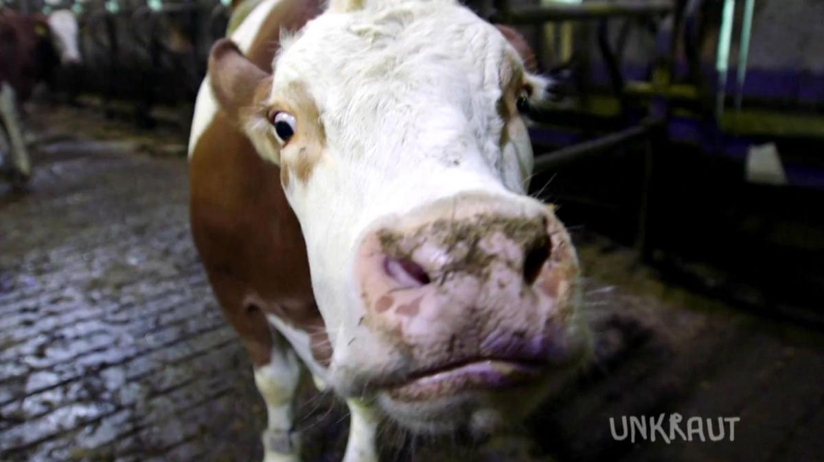 Die Kuh Tinka im Stall | Bild: BR