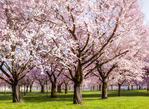 Blühende Kirschbäume im Frühjahr. Foto: eyetronic/(Fotolia) stock.adobe.com