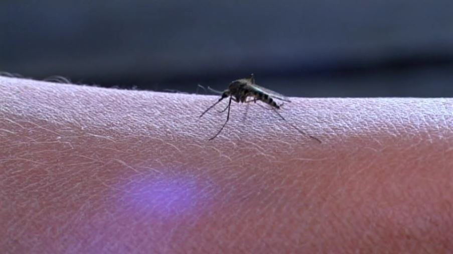 Teaserbild Video Mücken.JPG