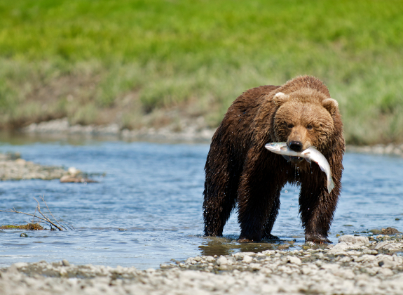 Foto: iStock/sarkophoto