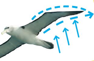 Wie Hoch Fliegen Vögel Wie Hoch Fliegen Vögel