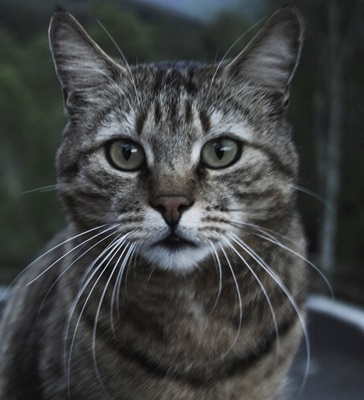Tiere Der Nacht Lingo Das Mit Mach Web