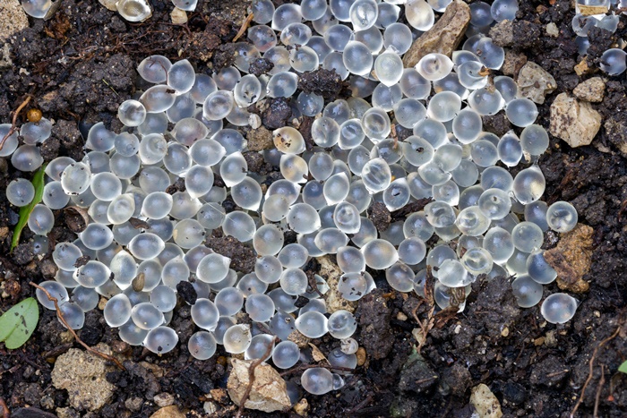 Schneckeneier im Boden. Foto: Aurelio Wieser/shutterstock.com