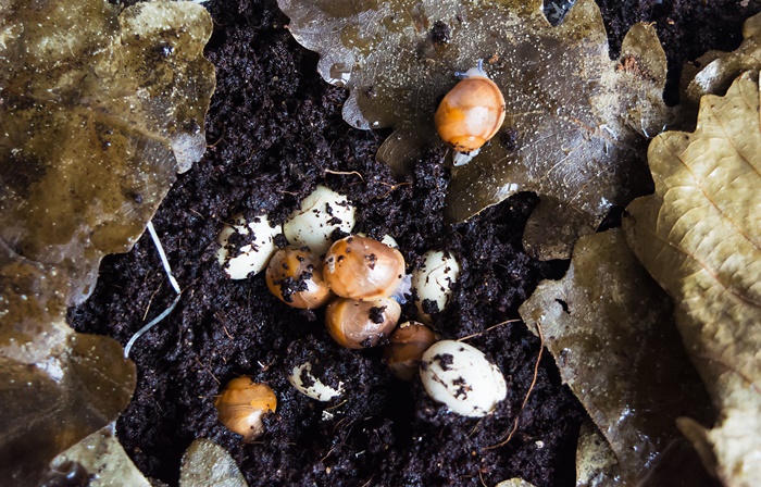 Kleine Schnecken schlüpfen. Foto: Ekaterina Golubkova/shutterstock.com