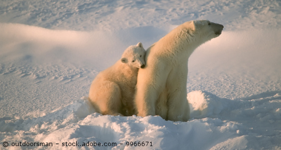 bedroht-Eisbär-AdobeStock-9966671.jpg