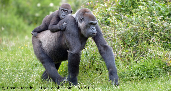 bedroht-Gorilla-AdobeStock-64951199.jpg