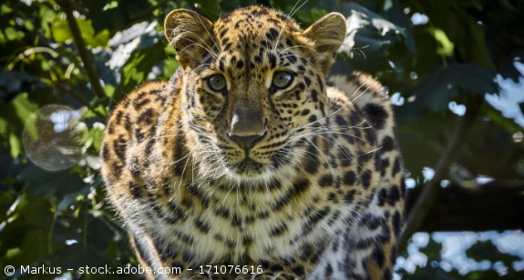 bedroht-Leopard-AdobeStock-171076616.jpg