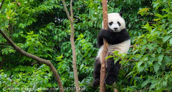 bedroht-Panda-AdobeStock-267221498.jpg