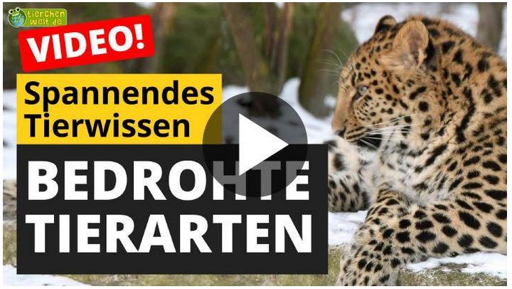 bedrohte-tiere-tierchenwelt.JPG