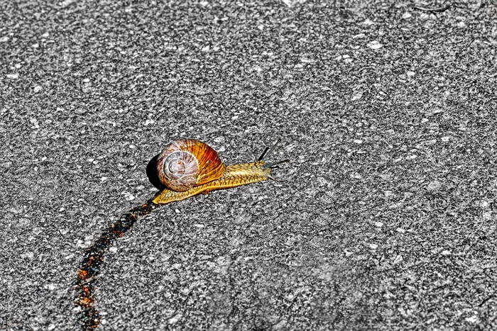 Schnecke zieht Schleimspur auf Asphalt. Foto: Per-Boge/shutterstock.com