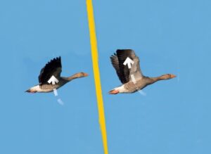 Eine Gans ist in zwei verschiedenen Flügelhaltungen zu sehen. Links bewegen sich die Flügel ein wenig auf, rechts haben sich die Flügel weit nach oben bewegt.