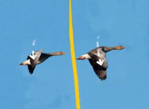 Eine Gans ist in zwei verschiedenen Flügelhaltungen zu sehen. Links hat sich der Flügel ein wenig ab bewegt, rechts sehr viel.