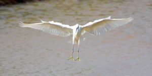 Ein Vogel gleitet auf den Boden.