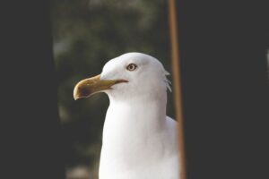 Der Kopf und Hals einer Möwe.