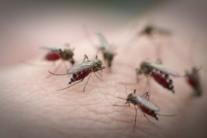Eine Gruppe von Mücken sitzt auf einer Haut. Sie sind mit Blut vollgesogen.