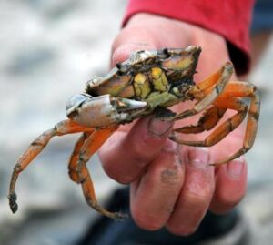 Eine Hand hält eine Krabbe. Sie ist von nahe her zu sehen.