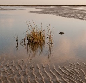 Ein Watt in der Nordsee. Ein wenig Schilf ragt aus dem Wasser.