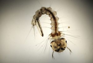 Eine junge Mücke von sehr nahe unter dem Mikroskop fotografiert.