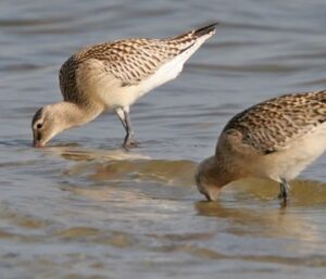 Zwei Vögel suchen nach Würmern im seichten Meer.