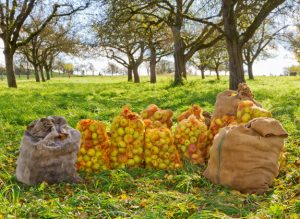 Mehrere Säcke voller Äpfel stehen zusammen vor einigen Apfelbäumen.