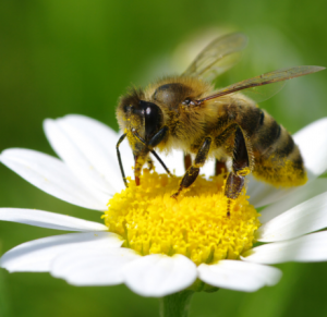 Eine Biene bestäubt eine Gänseblume.