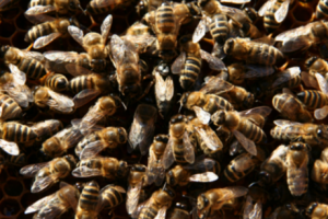 Eine Gruppe von Bienen steht dicht zusammen.