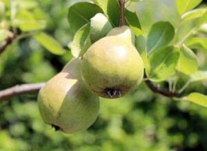 Einige Birnen sind von nahe zu sehen. Sie hängen an einem Baum.