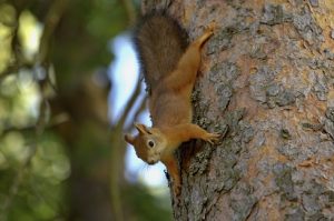 Ein Eichhörnchen klettert über einen Baumstamm.