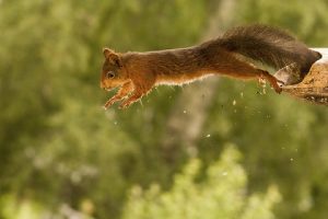 Ein Eichhörnchen springt von einem Ast.