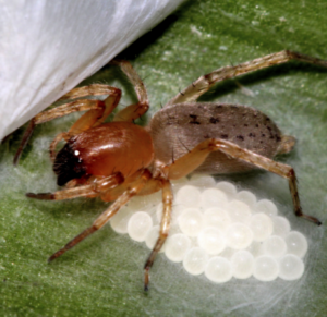 Eine Spinne sitzt neben vielen Spinneneiern.