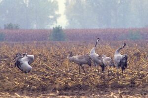 Fünf Kraniche stehen in einem Feld.