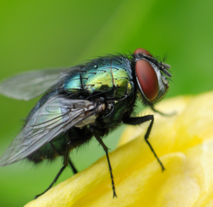 Eine Fliege ist von sehr nahe her zu sehen.