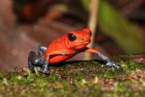 Ein roter Frosch von nahe her gesehen.