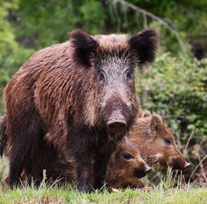 Ein männliches Wildschwein steht auf einer Waldlichtung. Hinter ihm sitzen zwei kindliche Wildschwein. Man nennt sie Frischlinge.
