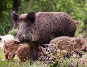 Ein weibliches Wildschwein auf einer Waldlichtung. Daneben stehen drei Frischlinge.