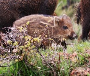 Ein kindliches Wildschwein.: Ein Frischling.