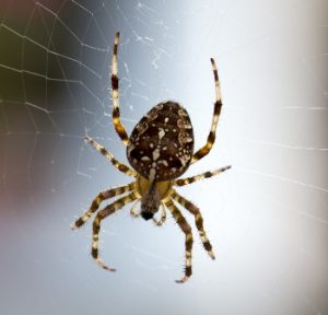Eine Spinne sitzt in ihrem Netz.
